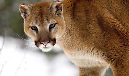 Il puma col gatto in bocca