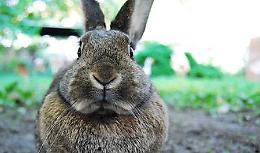 Domenica a Milano l'International Rabbit Day & Friends
