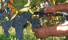 Per i giovani il lavoro è un miraggio, ma alla vendemmia non ci vanno