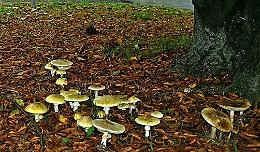 Due intossicati da funghi
Cresce l'allarme nel Cremasco