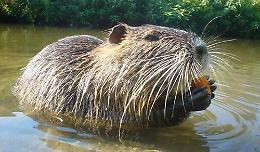 Venerdì 22 conferenza a Crema sul problema delle nutrie con esperti di fauna selvatica