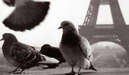 Piccioni, il nuovo romanzo di Mauro Acquaroni