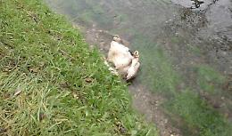 Ancora tre carcasse ripescate nel naviglio