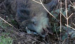 Cinghiale sull'Asolana, spavento e incidente