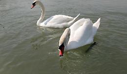 Il cigno che si è stancato degli uomini e li aggredisce