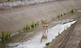 Capriolo intrappolato nel canale ritrova la libertà
