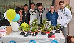 Piante di bonsai per sostenere l'Anlaids grazie al gruppo Emergenti di Quattrocase