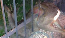 Salvato capriolo incastrato nelle sbarre