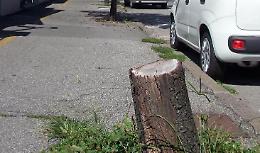 'Strage' di alberi in via Diaz