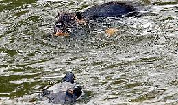 Nutrie, pesci e api killer: allarme nel Parco Adda Sud