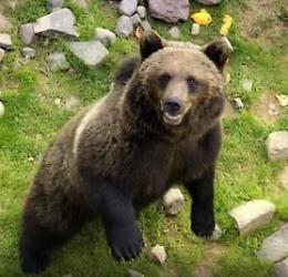 Uccisa l'orsa Daniza
