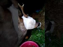 VIDEO - Capriolo investito, curato a Calvatone