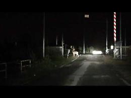 VIDEO - Al passaggio spunta un daino