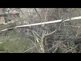 VIDEO La gatta Stella ora è al sicuro