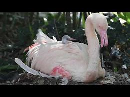 VIDEO Cucciolo di fenicottero rosa nato al parco Le Cornelle