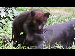 VIDEO I cuccioli di pantera nera nati al Parco Le Cornelle