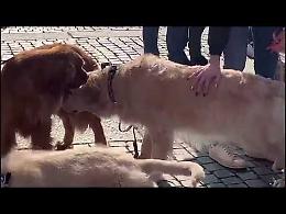 VIDEO Cremona si tinge d'oro con la passeggiata dei Golden Retriever