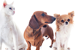 PetsFestival