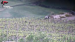 Coltivavano e vendevano marijuana, 5 arresti tra il Nisseno e il Palermitano