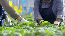 Corte dei Conti Ue, poco efficaci i fondi per l'innovazione in agricoltura