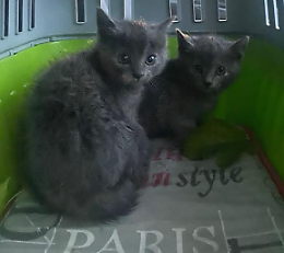 Tanti gatti da aiutare, «4Cats» lancia l'allarme