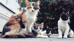 Boom di gatti, via alle sterilizzazioni