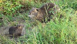 Il grave problema delle nutrie