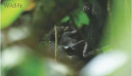 A Dzanga Sangha &egrave; nato un gorilla