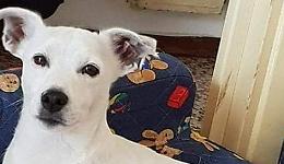 Appello di Lav Cremona: "Riportiamo a casa Charlie"