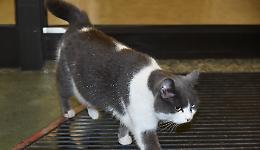 Cuoricina, mascotte all'Oglio Po