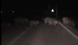 Branco di cinghiali tra San Daniele Po e Pieve d'Olmi