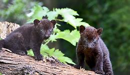 Fiocco rosa al Parco Le Cornelle: nati due cuccioli di pantera nera