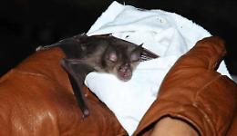 Due pipistrelli in una abitazione, recuperati e liberati dai vigili del fuoco