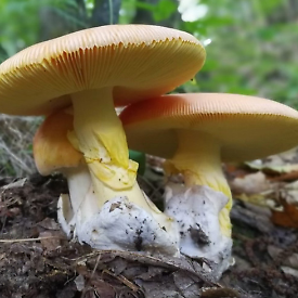 Corso base di introduzione alla micologia