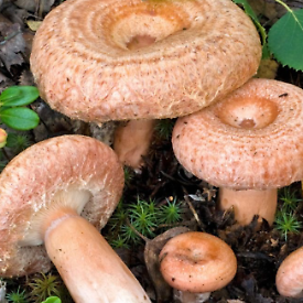 Conferenza: il genere Lactarius nelle Alpi