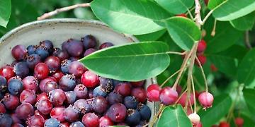 Amelanchier Canadensis o Pero corvino sconosciuto nella nostra alimentazione