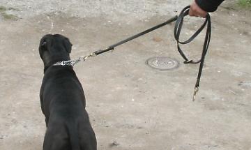 Molto pericoloso: il cane viene &lsquo;fermato'