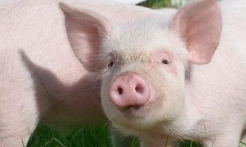 Stop restrizioni, Crotta d'Adda 'libera'