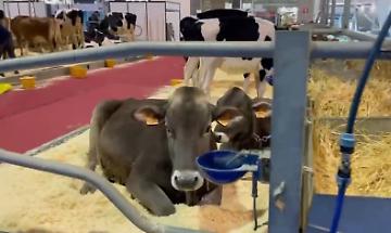 Fiere Zootecniche di Cremona 2025: tre giorni tra innovazione, formazione e leadership