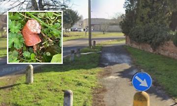 Boccone sospetto in mezzo all&rsquo;erba: &laquo;L&rsquo;abbiamo tolto di bocca al cane&raquo;