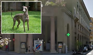 Cremona: levriero precipita da 15 metri e muore sul colpo, proprietari identificati