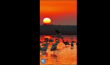 Cina, lago Poyang. Grande migrazione invernale degli uccelli