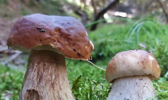 19ª Mostra Micologica: funghi di pianura e di montagna