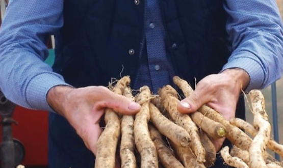 Sagra delle Radici 59ª edizione - Protagonista la Radice Amara