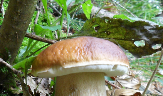 Serata tematica su "Funghi dal vero"