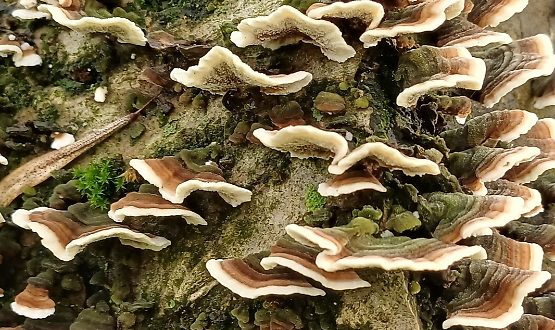 Bosco Didattico: l'ultima apertura domenicale