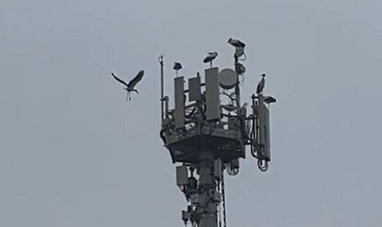 Sette cicogne sull'antenna della Tim in via Europa
