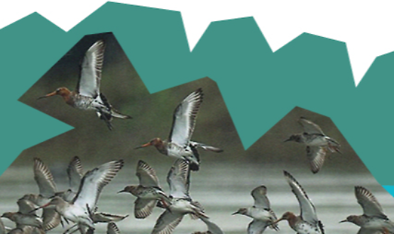 "Annotazioni ornitologiche di un&rsquo;area dimenticata dell&rsquo;alta Lombardia"