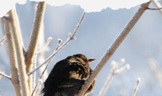 I canti tradizionali della Merla e popolari