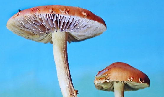 Incontro: "Il meraviglioso mondo dei funghi"